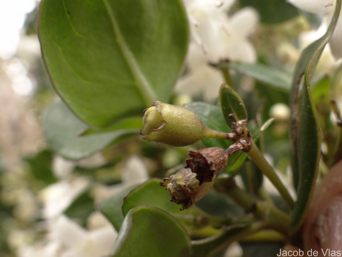 Hedyotis trimenii var. trimenii Deb & Ratna Dutta